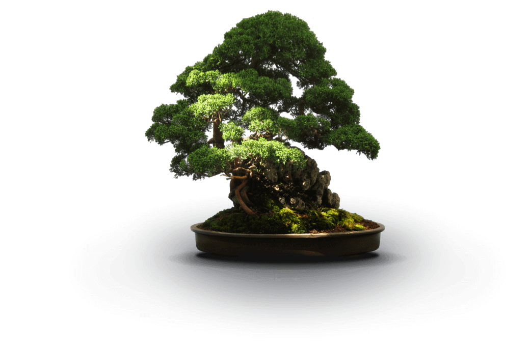 image-bonsai-2